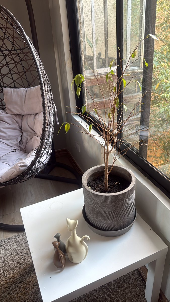 𝓢𝓲𝓽𝓪 𝓜𝓪𝓻𝓬𝓮® tweet media