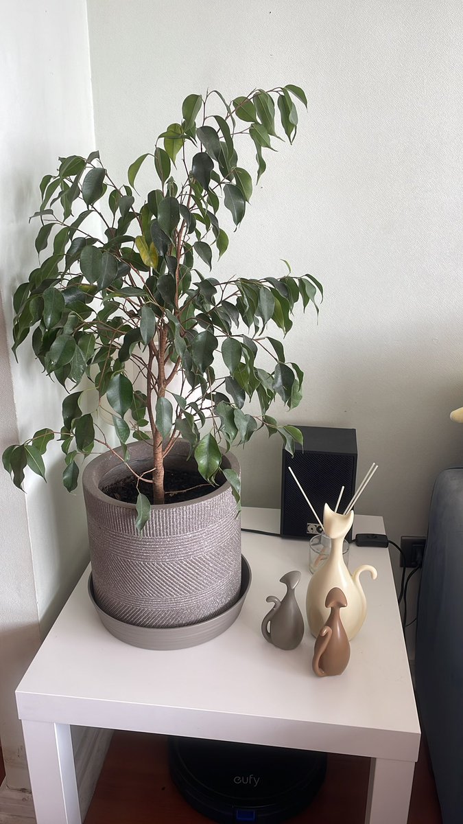 𝓢𝓲𝓽𝓪 𝓜𝓪𝓻𝓬𝓮® tweet media