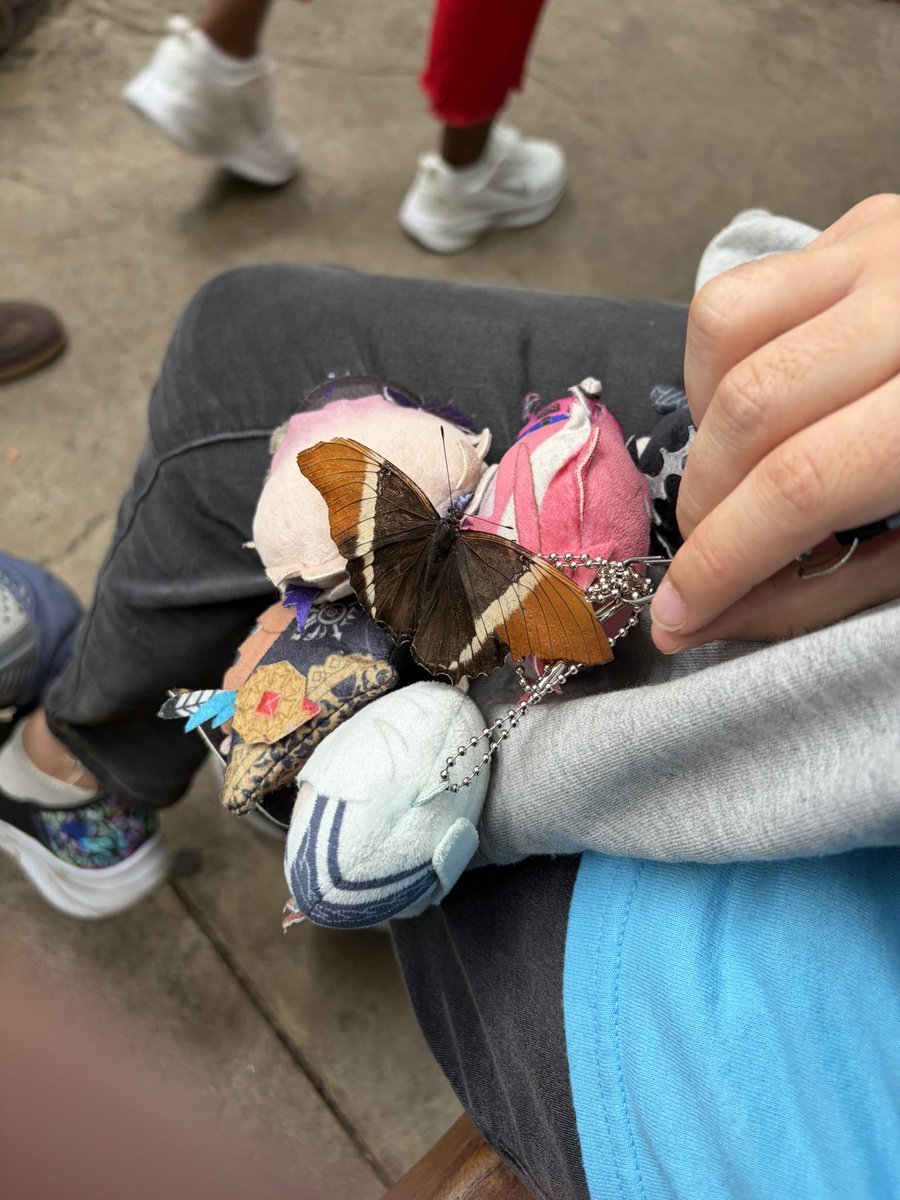 Luna07086230's tweet photo. So I went to a butterfly enclosure with Avallum papes and out of all them, Rosco was the lucky one! 
#Avallum #RoscoGraves https://t.co/RdnpTRmK2P