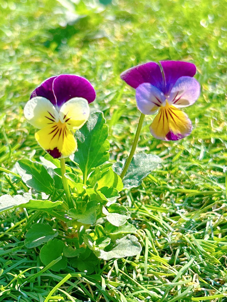 はな𓂃𖤥𖥧𖥣⋆* tweet media