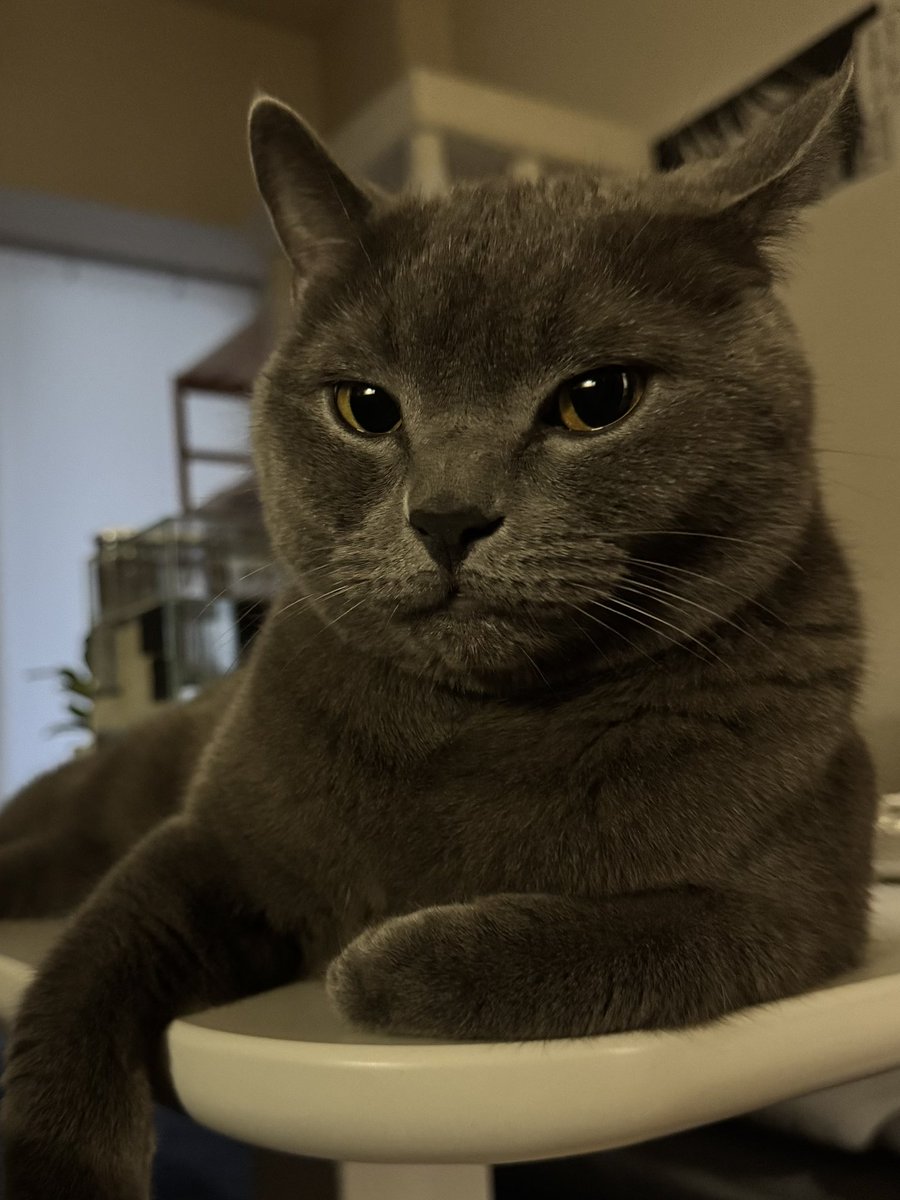 ブリオくんは猫なのさ tweet media