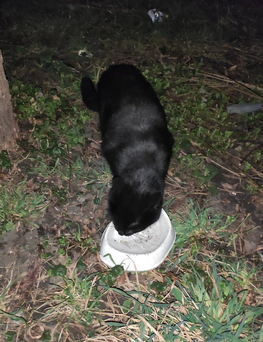 🫟пані киця gone tired🫟 tweet media