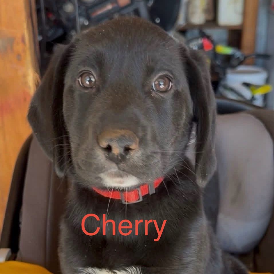 LuckyPupRescueSC tweet media