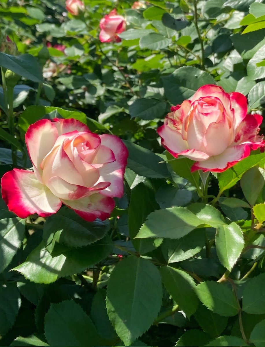 🌻楓🌻🩷🌸°・*🌸🩷ゆっくりよろしくお願いします💕 tweet media