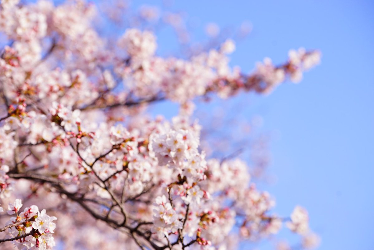 しおだれ@富士山麓 tweet media