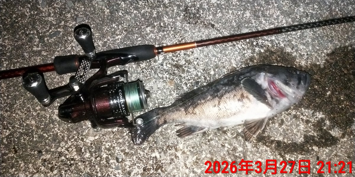 Angler-Y with 釣り垢猫部 tweet media