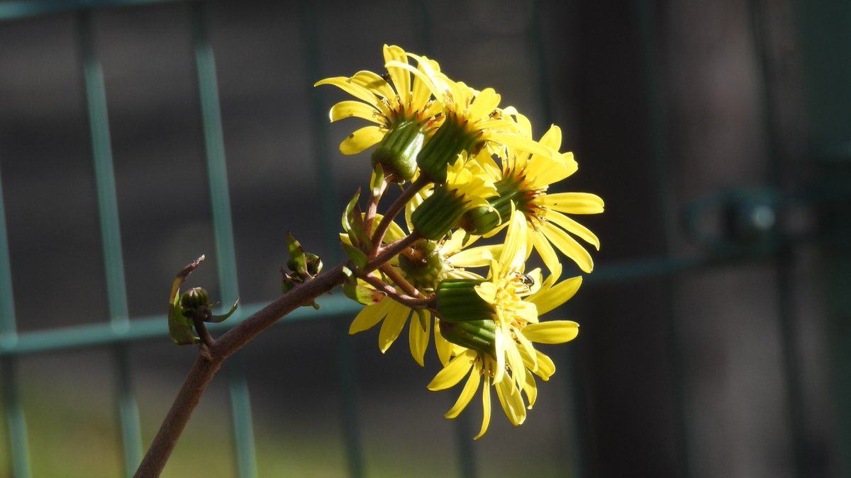 三国の境 tweet media