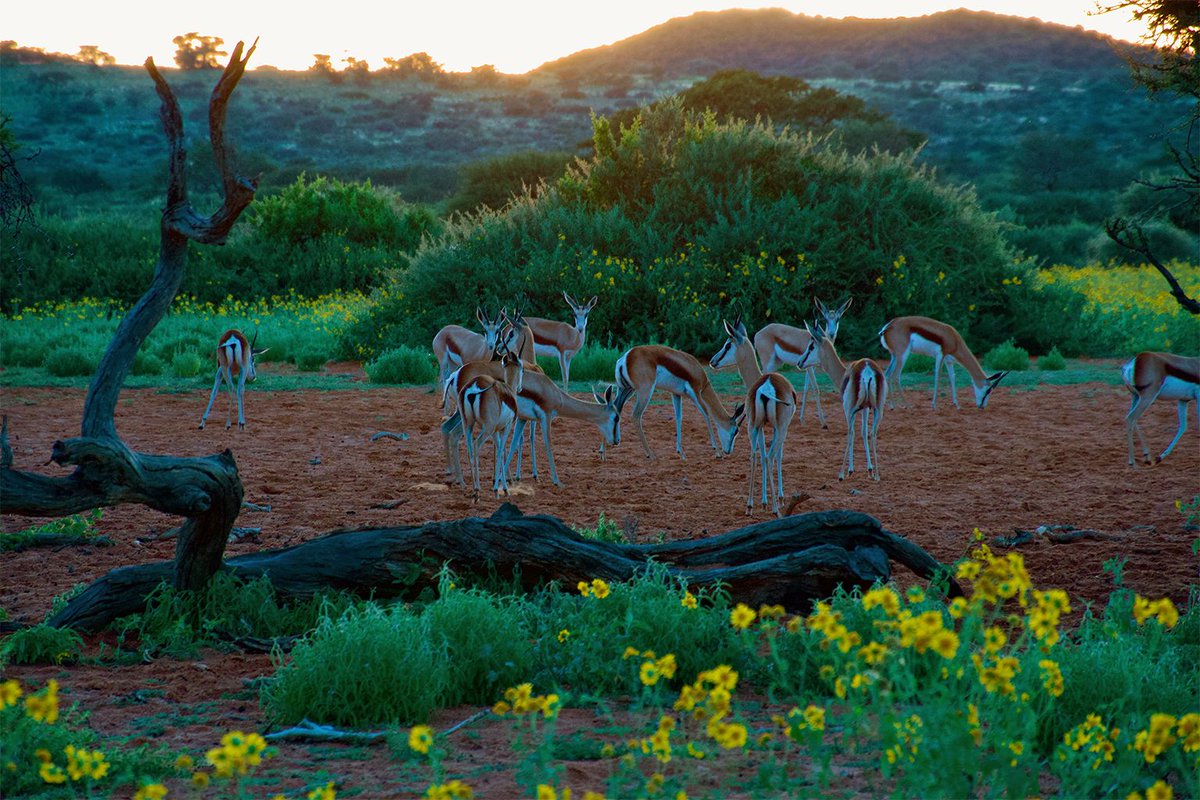 johnccannon's tweet photo. In South Africa’s Tswalu Kalahari Reserve, rewilding meets climate action. By restoring and managing native wildlife, the reserve boosts soil carbon storage. #Rewilding #ClimateAction #CarbonCredits #WildlifeConservation 

More at @mongabayorg: https://t.co/82k6GI1jmS https://t.co/XuyuG4d0jg