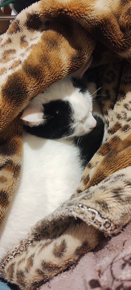 四季美 tweet media