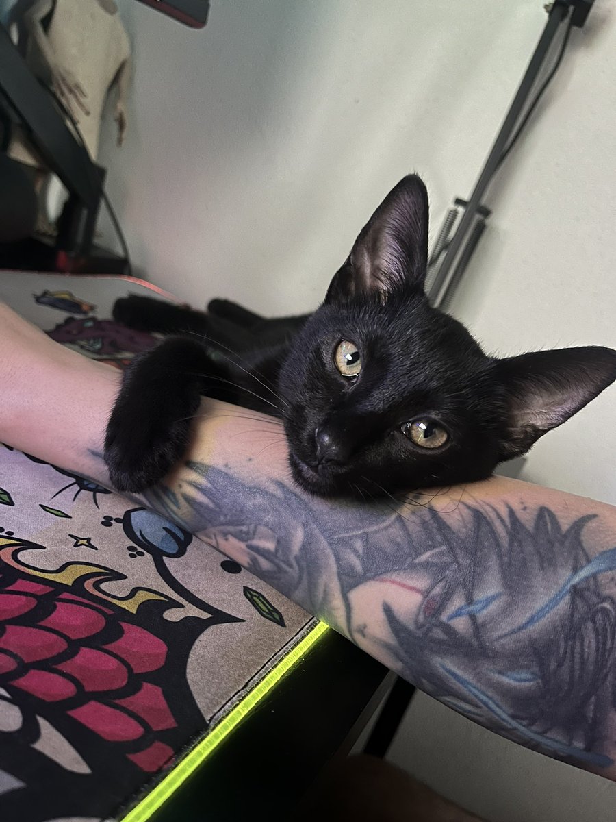 fefe • editor tweet media