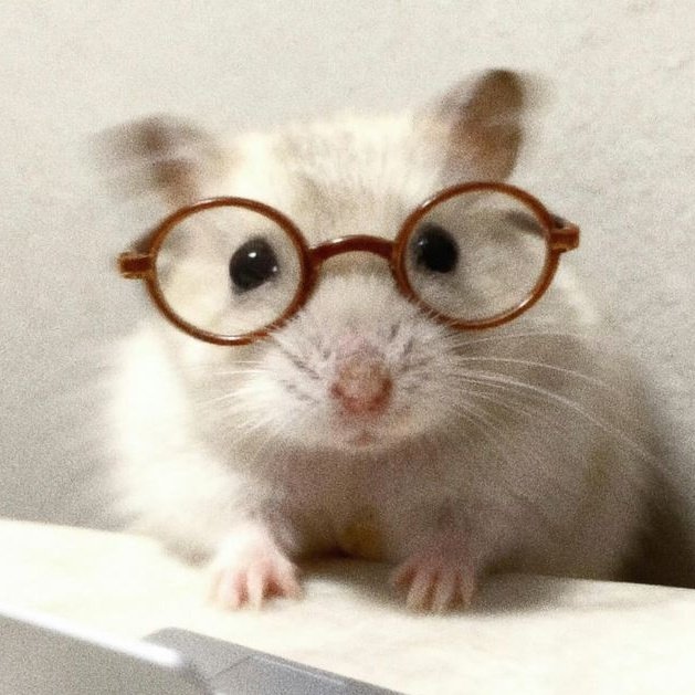 hamjin bot tweet media