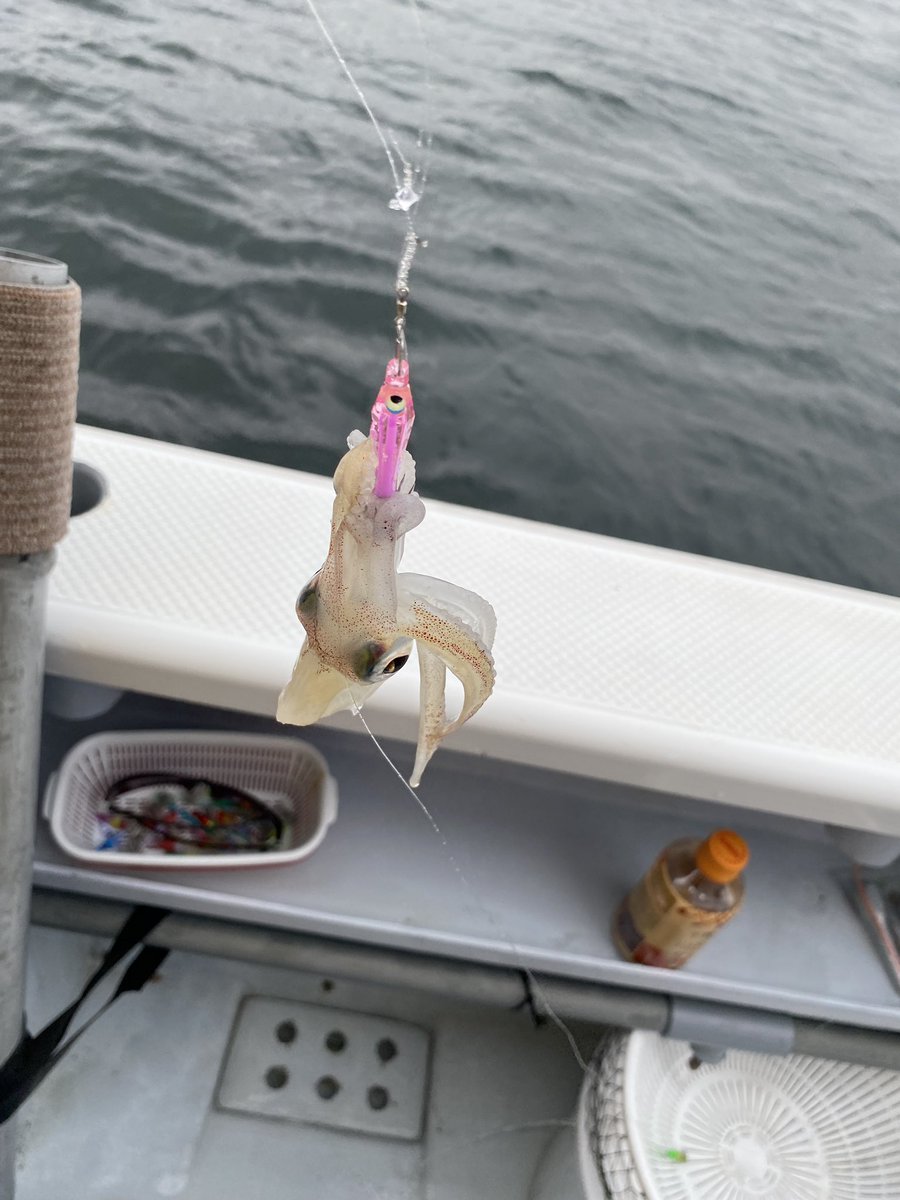 カナベル tweet media