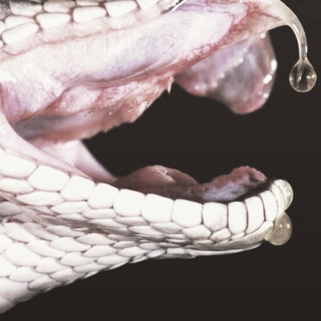 𝖕𝖎𝖕 🦇| 𝖒𝖊𝖊𝖙𝖎𝖓𝖌 𝖒𝖆𝖌𝖌𝖎𝖊 tweet media