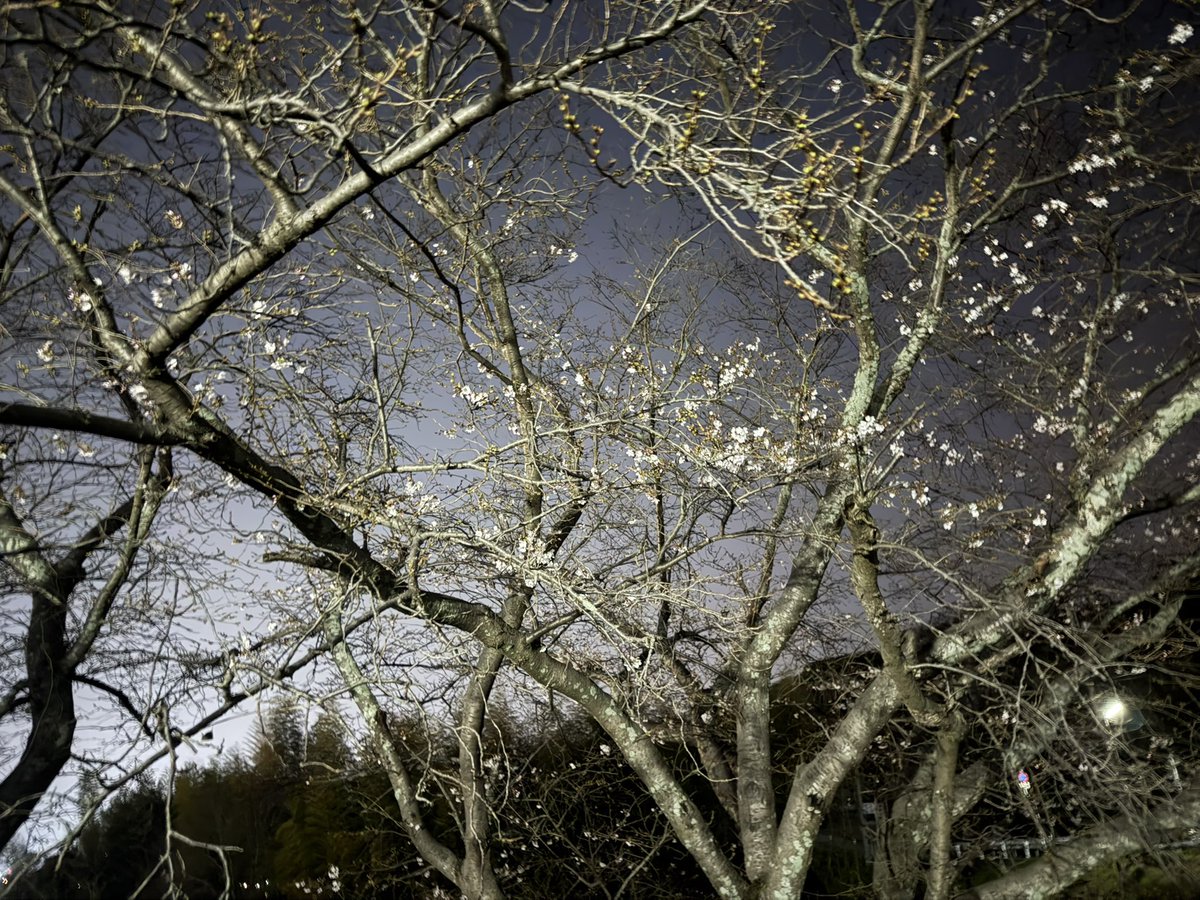 ニホンカワウソ幻(げん)ちゃん【公式】 tweet media