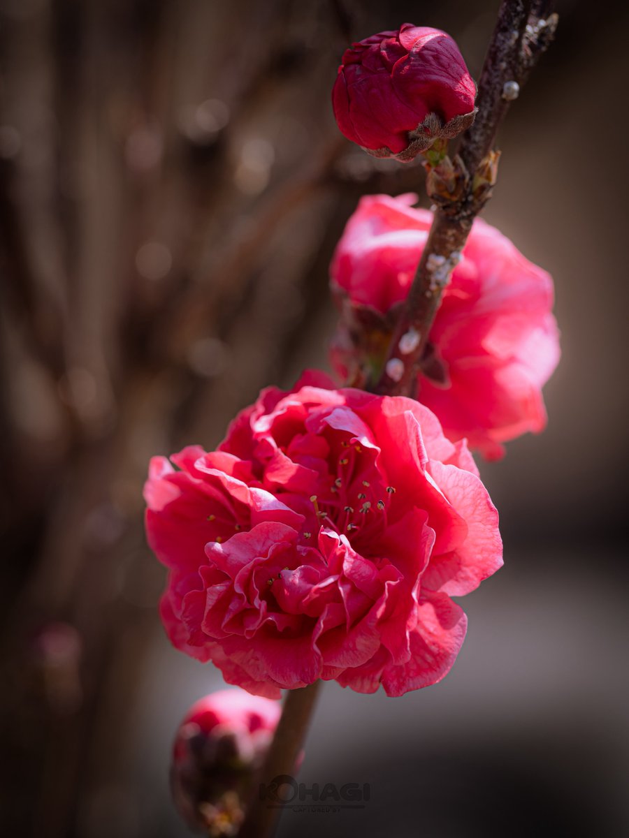 KOHAGI🍄(肋間神経痛） tweet media