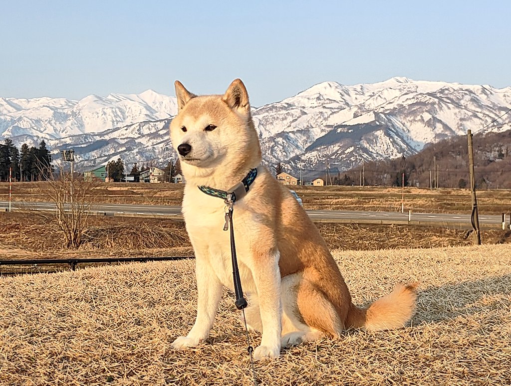 ぺったり@柴犬とクルマ旅🚗 tweet media