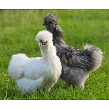 Zbyněk K. tweet media