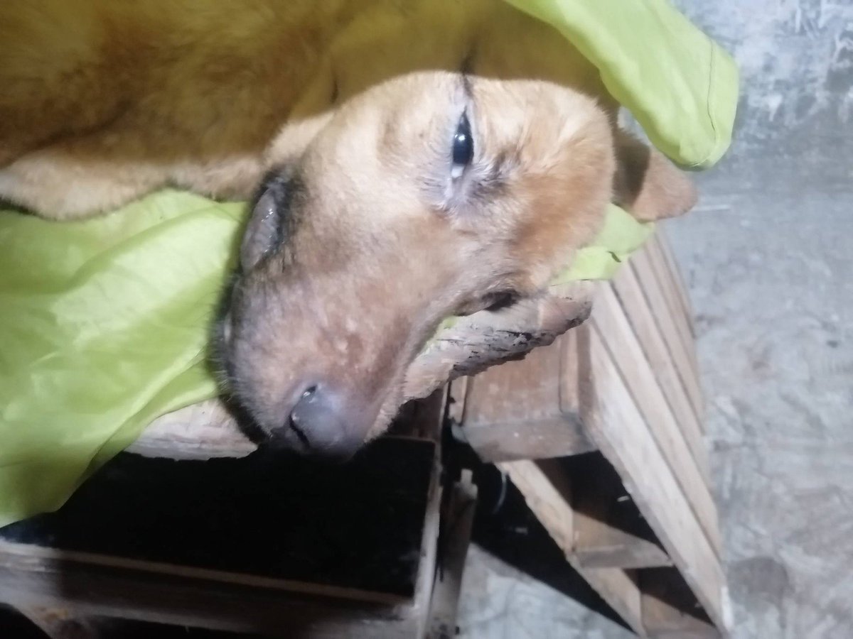 ULTIMAHORAENX tweet media