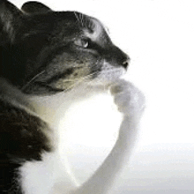 🐐Moss Petrichor | Traveling Merchant Goat💰 tweet media