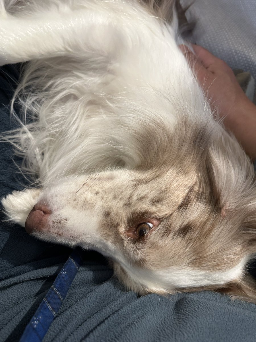 くまごろう tweet media