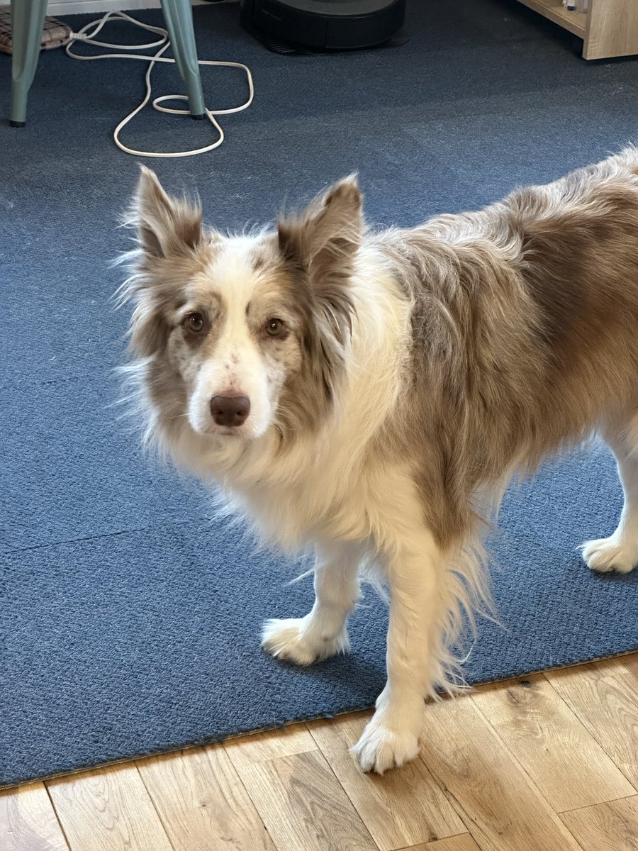 くまごろう tweet media