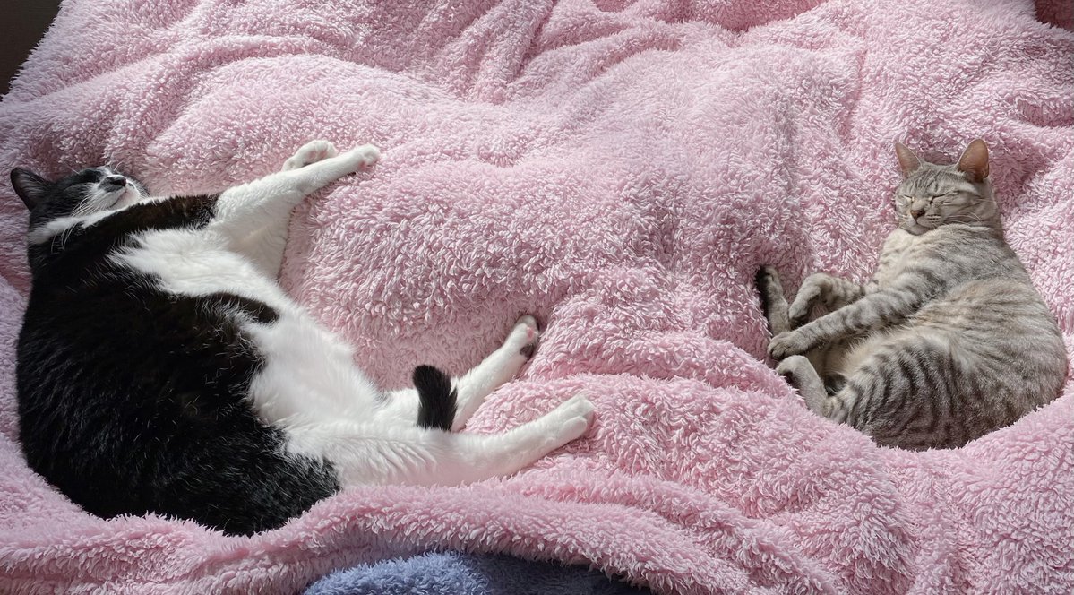 soraco(本物・元垢乗っ取られ中) tweet media