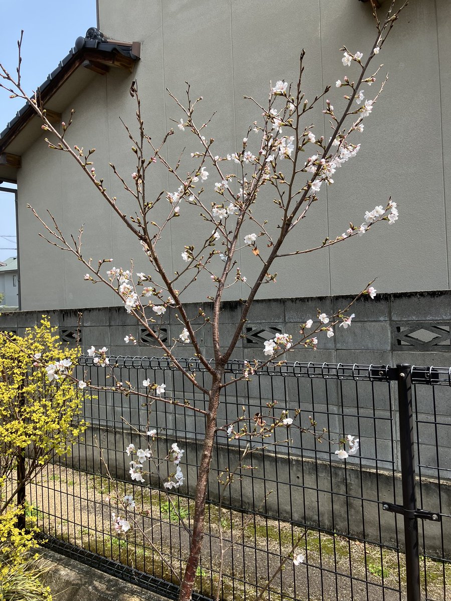 我が家の開花宣言🌸