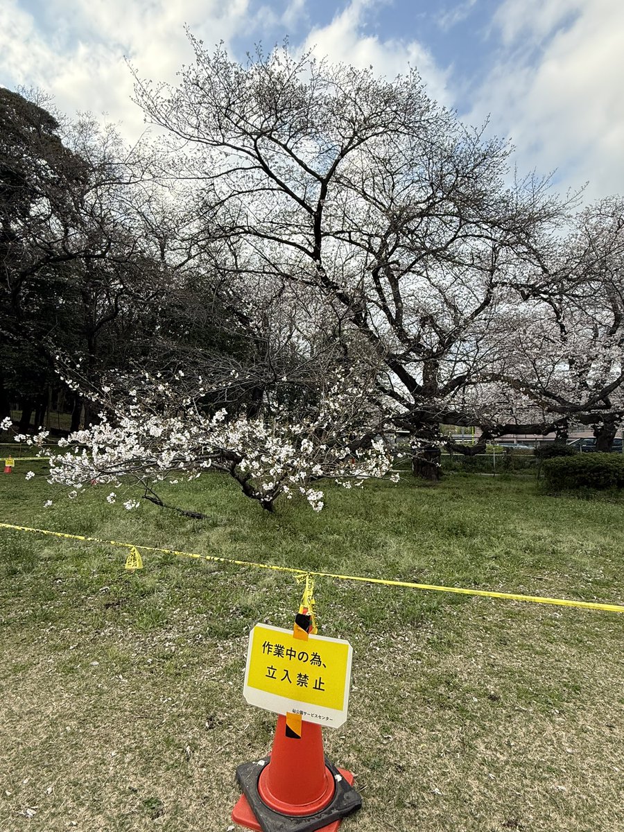 saryuken's tweet photo. 先日の倒木で心配していた砧公園、お花見はできます
ただ木の下🚧なので場所取りが大変そうかも⁉︎
おまけに芝生がまだぬかるんでる泥濘んでるかもなのでしっかり防水できるシートを持っていかないとなんかお尻が冷たい💦��んてなりそうよ
#花見 #砧公園 https://t.co/ulSbsNBk3y