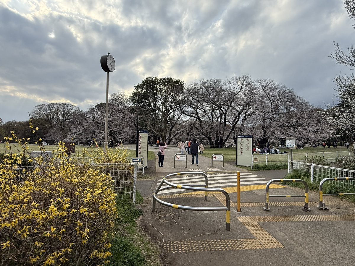 saryuken's tweet photo. 先日の倒木で心配していた砧公園、お花見はできます
ただ木の下🚧なので場所取りが大変そうかも⁉︎
おまけに芝生がまだぬかるんでる泥濘んでるかもなのでしっかり防水できるシートを持っていかないとなんかお尻が冷たい💦��んてなりそうよ
#花見 #砧公園 https://t.co/ulSbsNBk3y