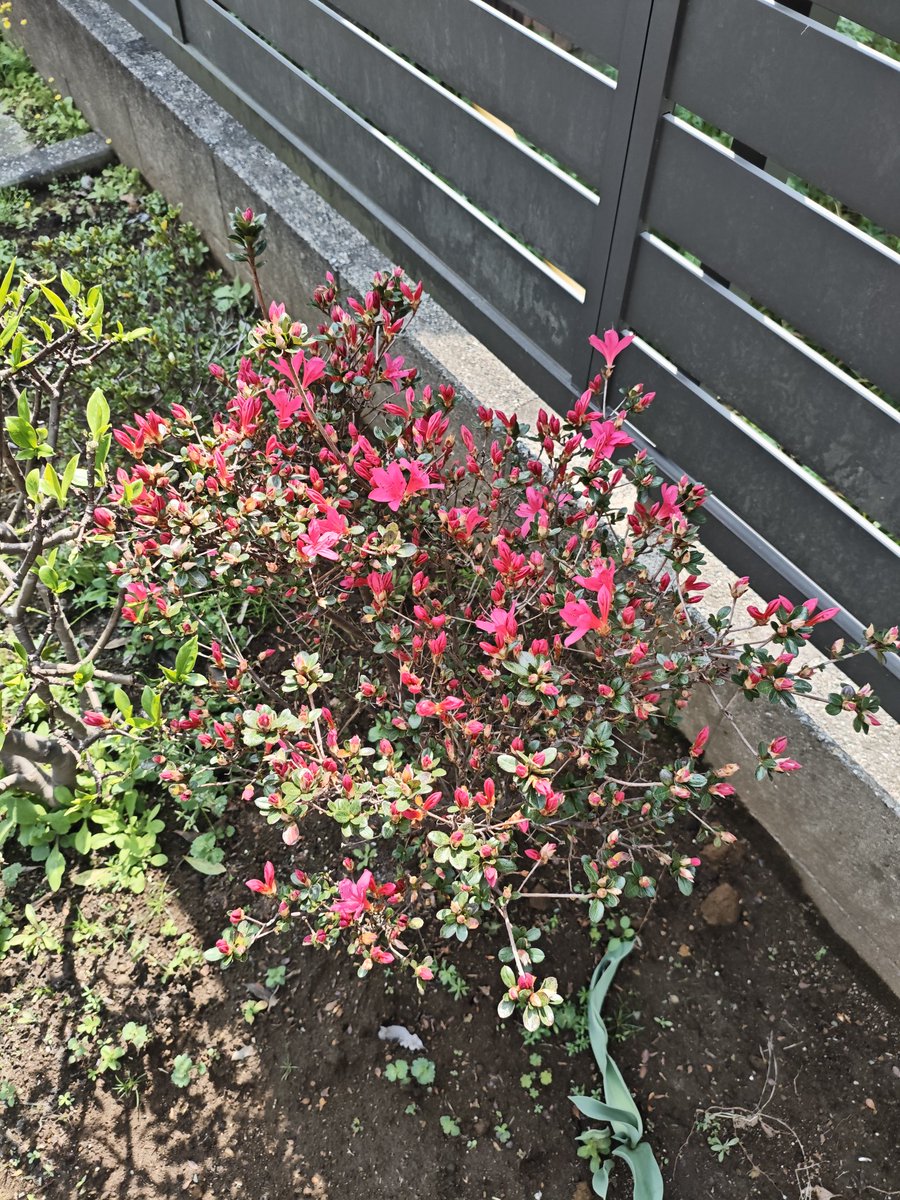 くすもっちぃ tweet media