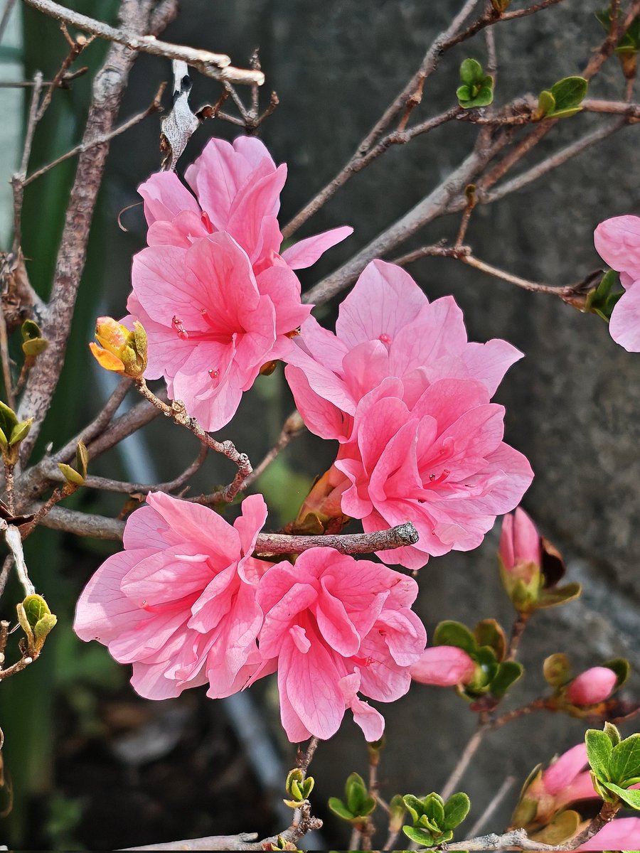 くすもっちぃ tweet media