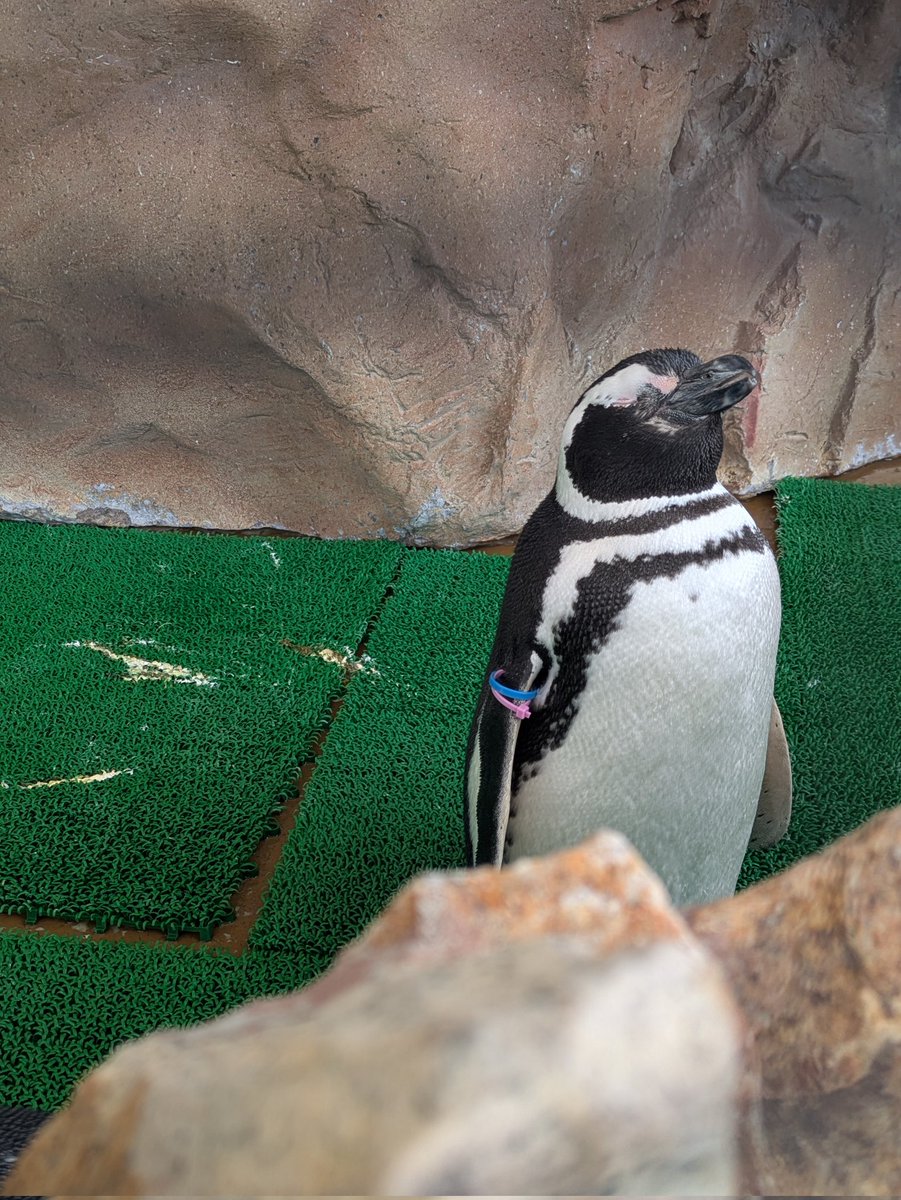 まる まるたん( Ꙭ)🍭 tweet media