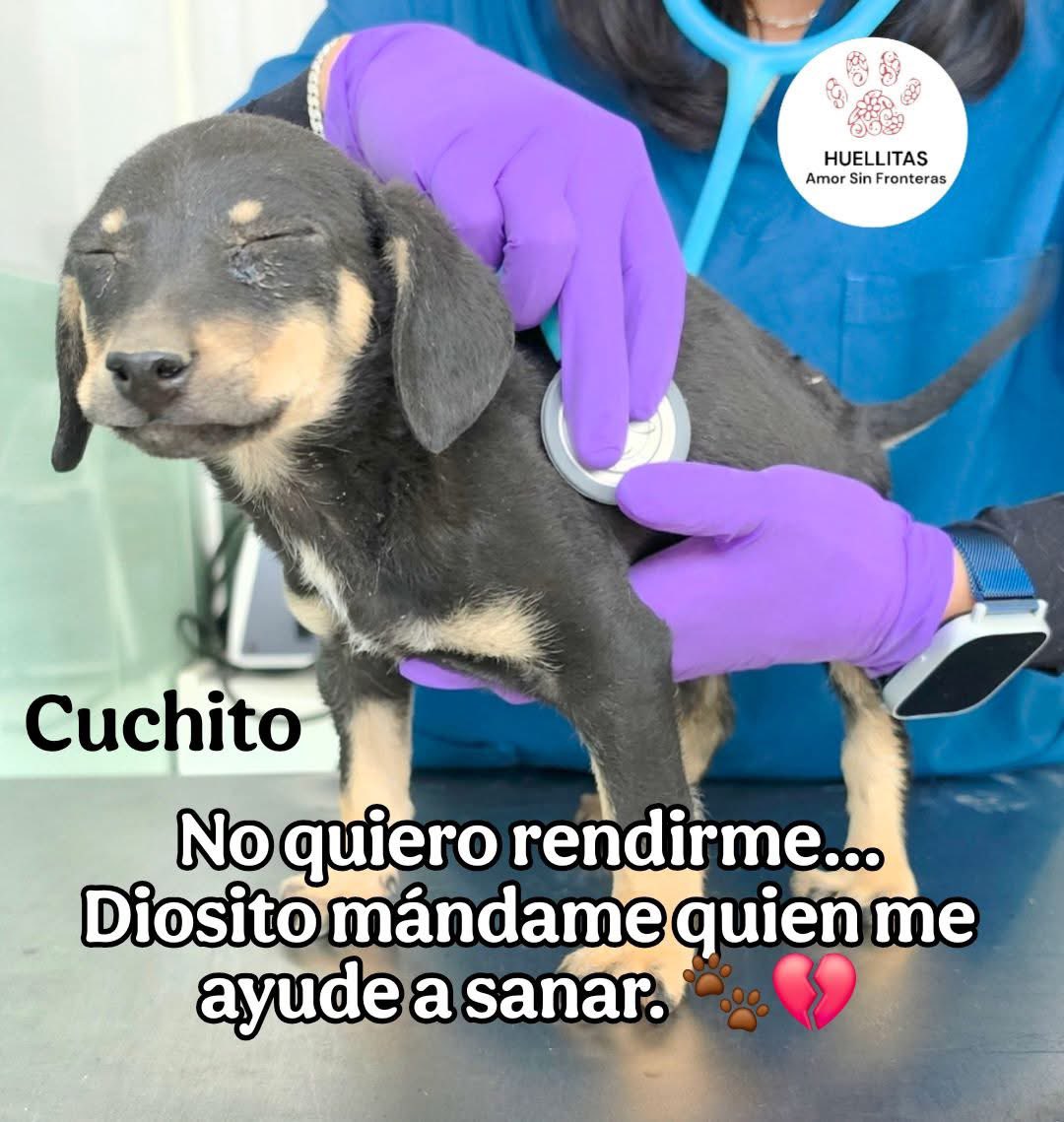 Huellitas amor sin fronteras tweet media