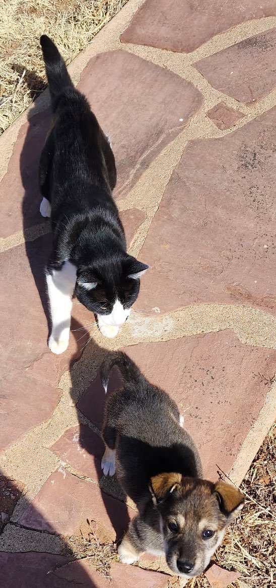 SamanthaofSarcasm tweet media