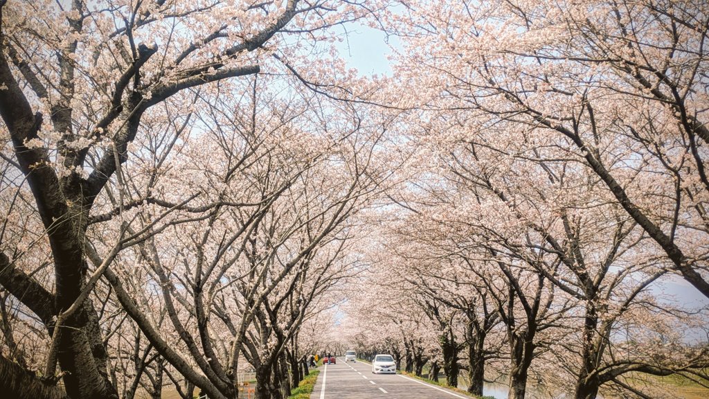 黒゛丸（グロ丸） tweet media