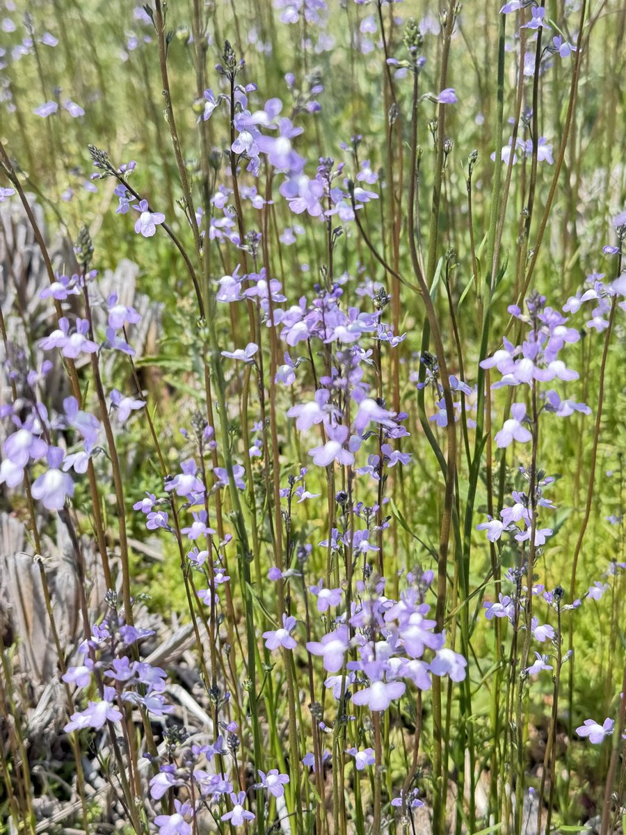 たるが tweet media