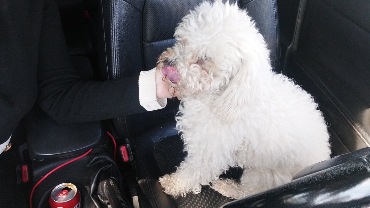 ₍^. .^₎⟆ tweet media