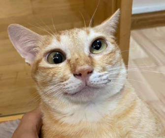 Vincenzo de Santis tweet media