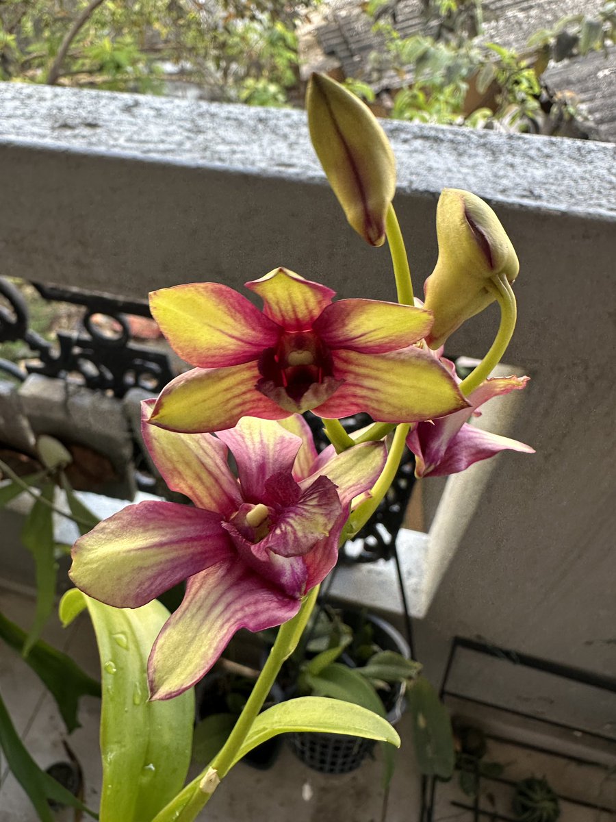 සාරා tweet media