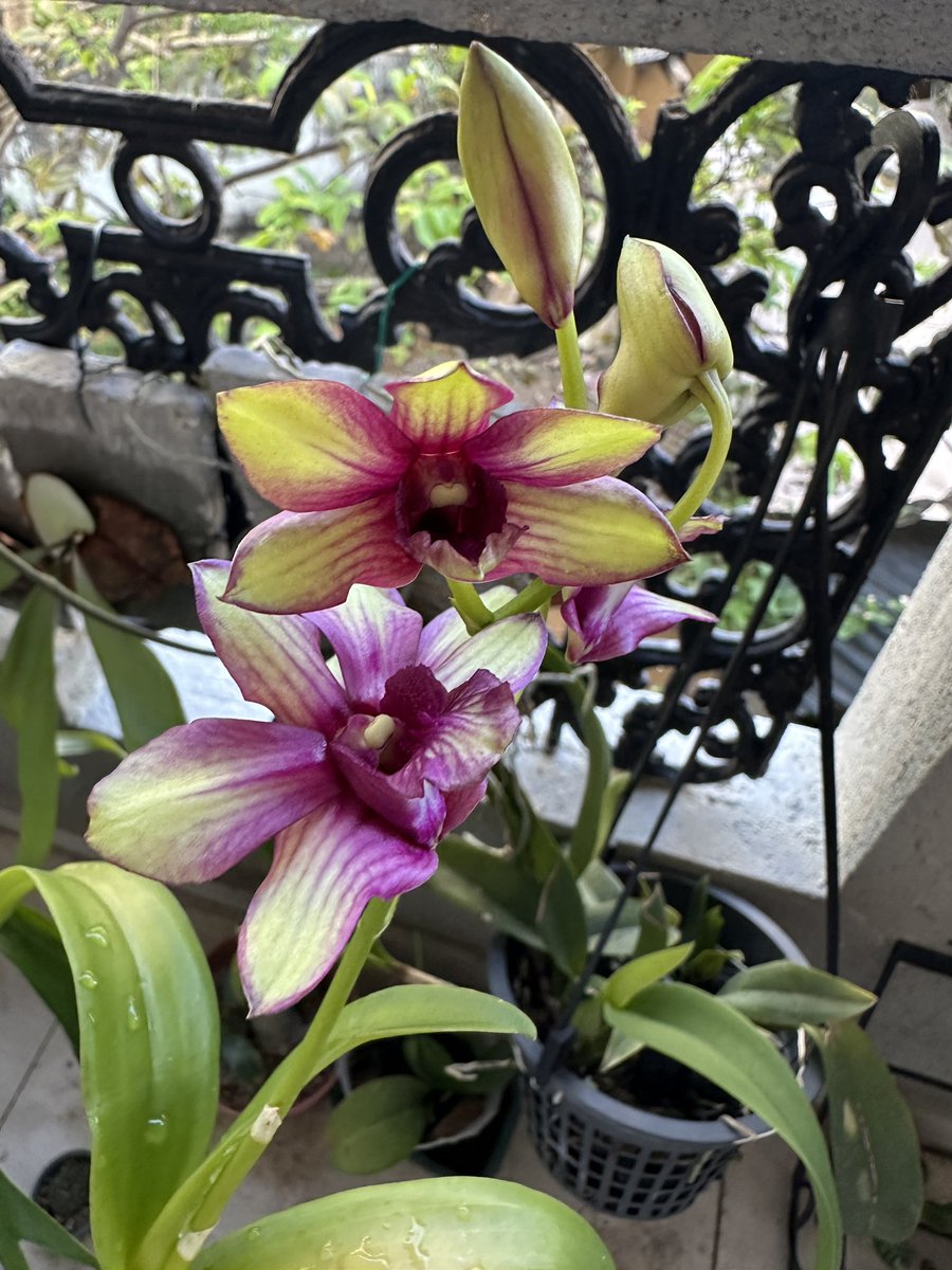 සාරා tweet media