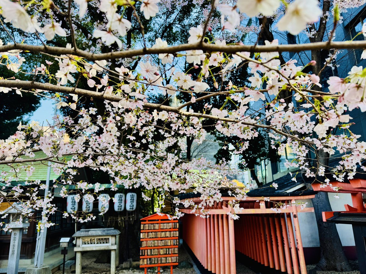 kanayamaStyle's tweet photo. 今年は季節が前倒し
と、言うことで
#榊森白山神社 の桜も葉桜気味に
なってます🌸

今週末は何処も桜のイベントで
盛り上がりそうですね✨

皆さま、良い週末をお過ごしください✨

#金山 #金山駅 #都心の安らぎ #神社 https://t.co/PPzqcUsVHI