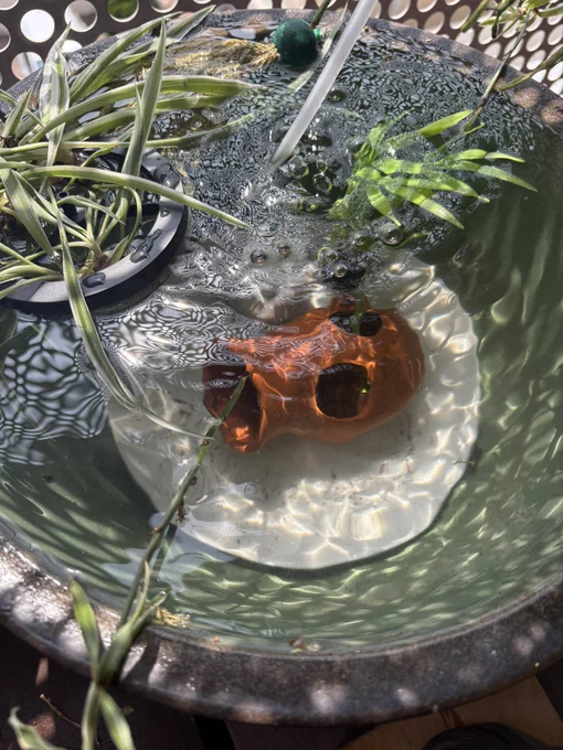 買い物とメダカの水換え終わり!いただきます