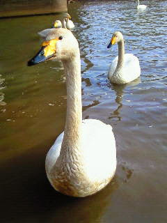 17年前の北海道某所にて。
北海道あちこち回る事、約５年。最後の思い出に。
北海道楽しかったなぁ🥰
北海道で桃ﾁｬﾝに出会って、うさぎの可愛さに気付かされた。
本当はインコを飼おうと思ってお店に行ったのですが、桃ﾁｬﾝに一目惚れして。
いっぱいうさぎの事調べて。
お迎えしました。
