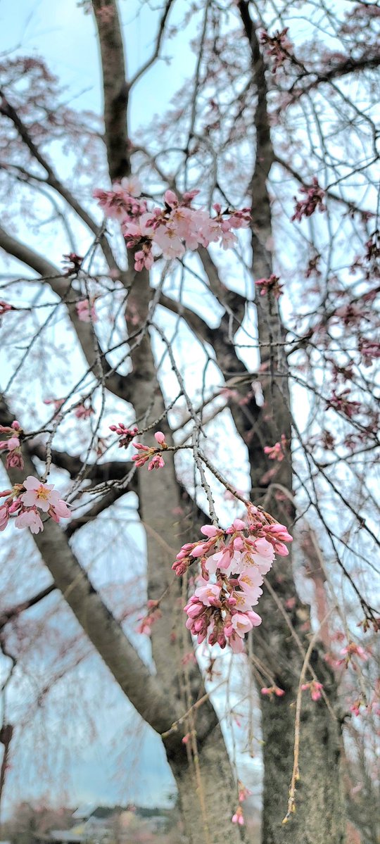 Mix_Nuts tweet media