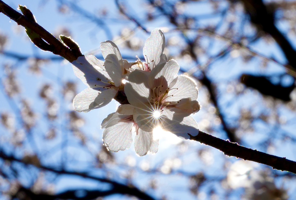 hishy18's tweet photo. #SOF778

「逆光」

桜をあえて逆光で撮ると
こんな感じになります
できれば「絞り」は22くらいが
素敵です🌸

#GOODISGOOD https://t.co/g7h5OF7Lum