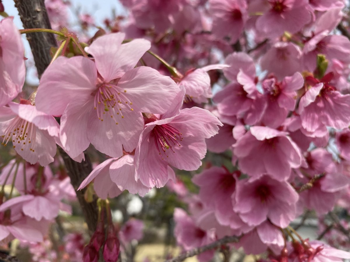 makoto_eos's tweet photo. 花見🌸 https://t.co/uNCj3iOdxj