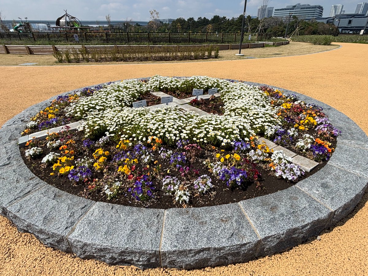 ariakeseasaidep's tweet photo. 昨年10月に花壇に植えた花たちが、
春の陽気とともに、またきれいに咲き始めました🌼
ぜひ見に来てください！

＃有明親水海浜公園 https://t.co/iqKdJqFvNS