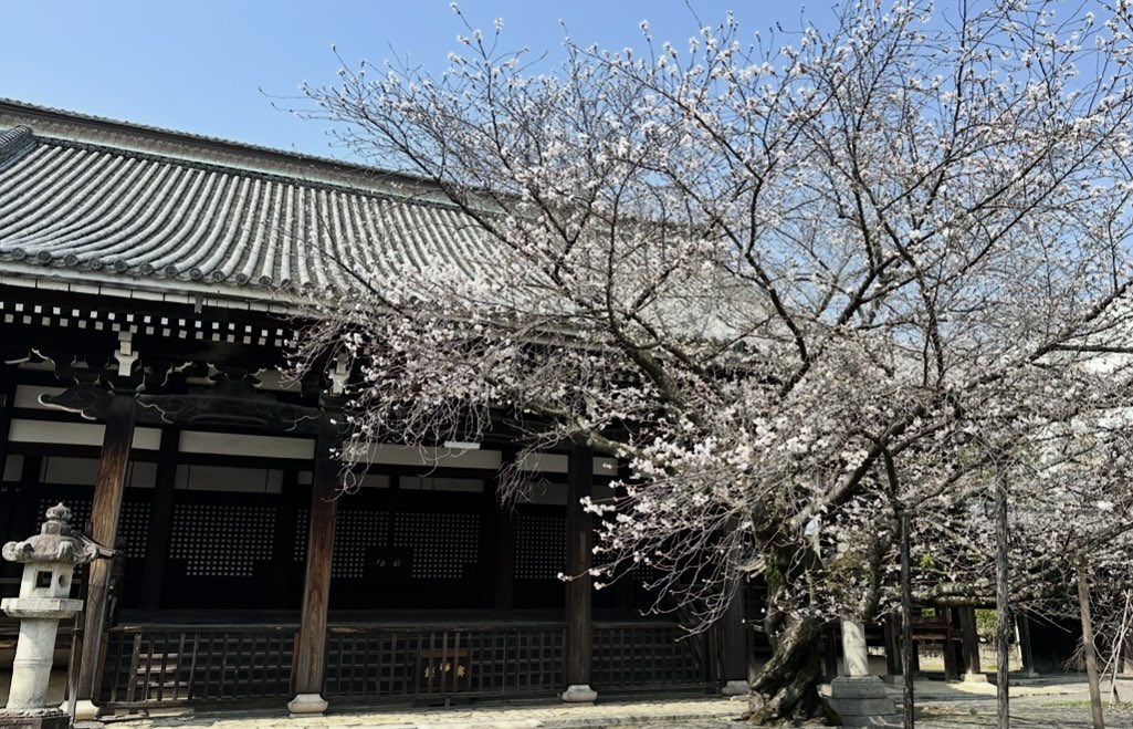 昨日今日の暖かさで、本法寺の桜もだいぶ綻んできました🌸

この見事な一本桜を背景に、篠笛と笙で春を歌います。

この日、この時かぎりの饗宴

どうぞお見逃し、お聴き逃しなく♫

🌸さくらコンサート『花ノ宴』
🗓️4/5(日)15:00~（14:30開場）
📍京都 本法寺
🎫¥6,000(境内椅子席・全席自由)