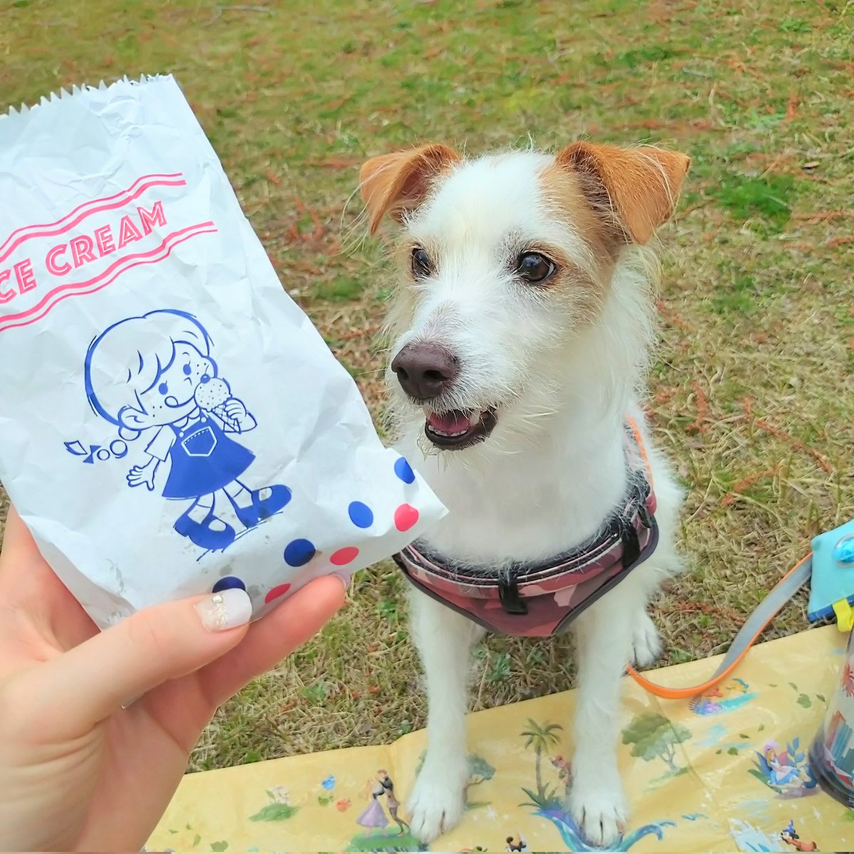 Jethro20200318's tweet photo. 犬フェスに行ってきたジェスロ君🚗³₃🐾
ジャックいたしほかのわんこ🐶可愛すぎた♡ジェスロ君は犬見知りで抱っこ抱っこ状態笑
#jackrussellterria #jrt
#ジャックラッセルテリア
#ジェスロ日記 https://t.co/hsW5hZ1RTp