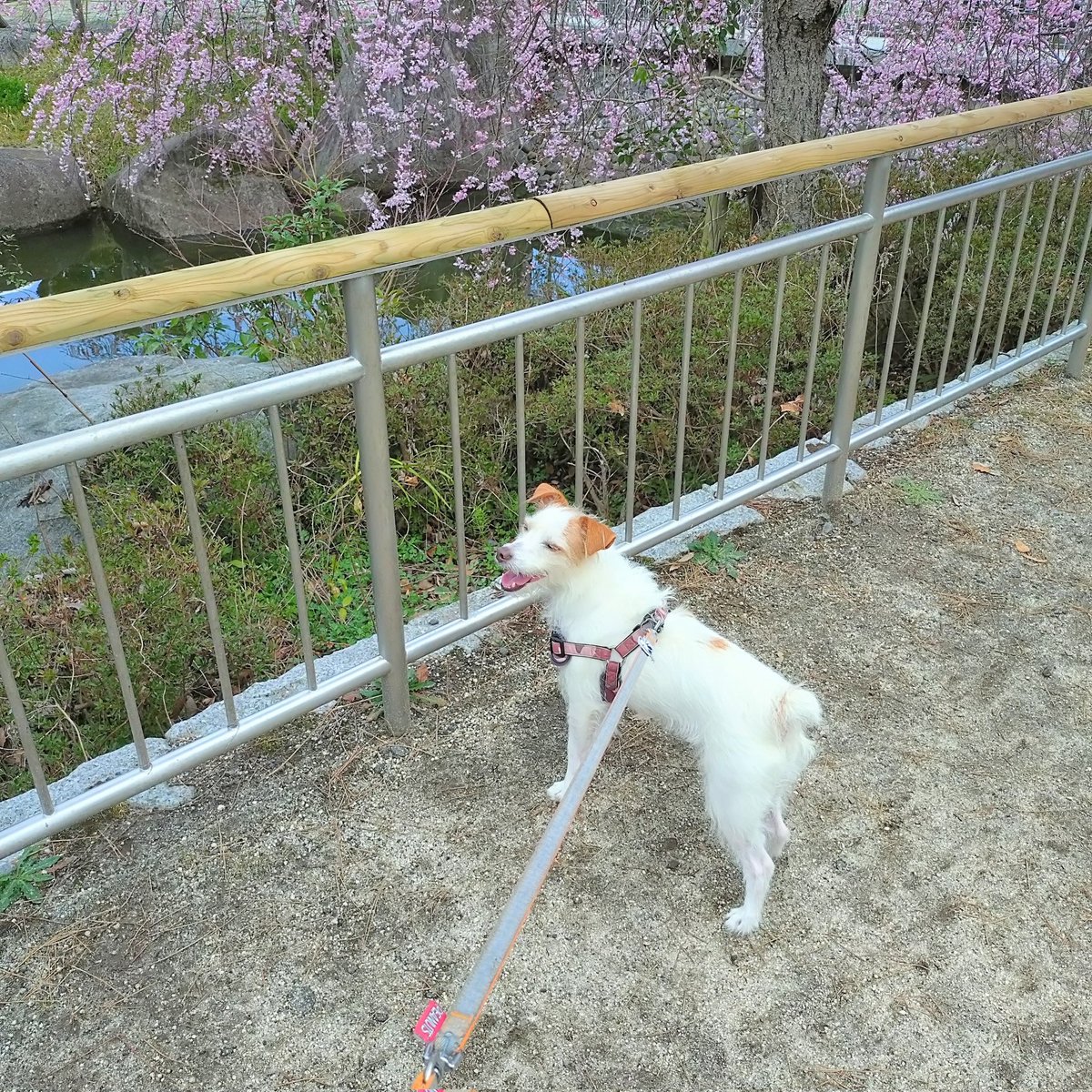 Jethro20200318's tweet photo. 犬フェスに行ってきたジェスロ君🚗³₃🐾
ジャックいたしほかのわんこ🐶可愛すぎた♡ジェスロ君は犬見知りで抱っこ抱っこ状態笑
#jackrussellterria #jrt
#ジャックラッセルテリア
#ジェスロ日記 https://t.co/hsW5hZ1RTp